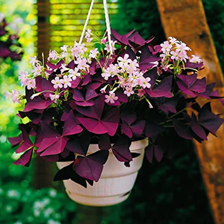 Uyku Çiçeği  (Oxalis Triangularis) - Süs Yoncası