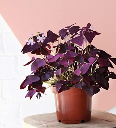 Uyku Çiçeği  (Oxalis Triangularis) - Süs Yoncası