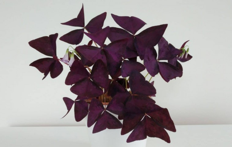 Uyku Çiçeği  (Oxalis Triangularis) - Süs Yoncası