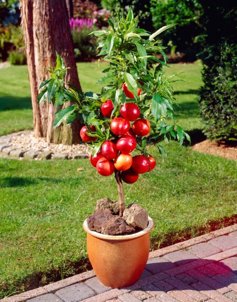Venüs Nektarin Prunus Persica Nucipersica
