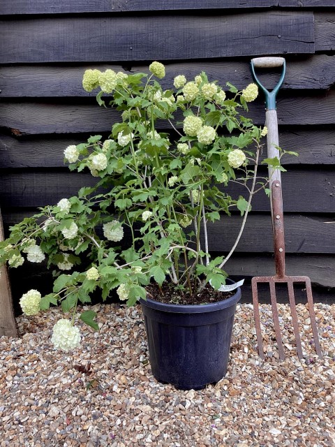 Viburnum Opulus – Yaz Kartopu Bitkisi 3 Adet