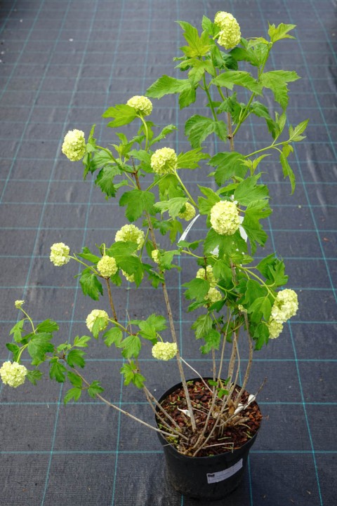 Viburnum Opulus – Yaz Kartopu Bitkisi 3 Adet