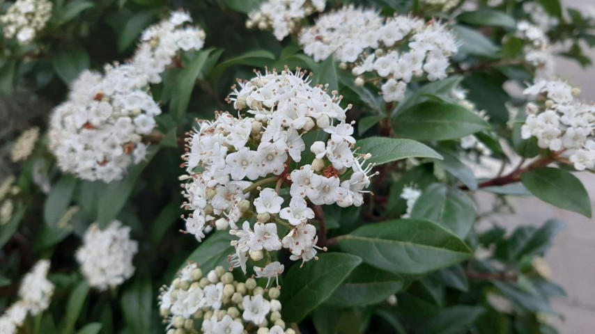 Viburnum Tinus - Yaprak Dökmeyen Kartopu 100 cm