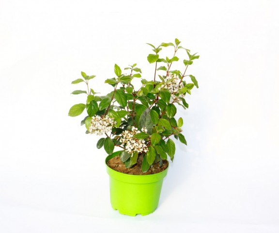 Viburnum Tinus - Yaprak Dökmeyen Kartopu Yeşil Saksıda