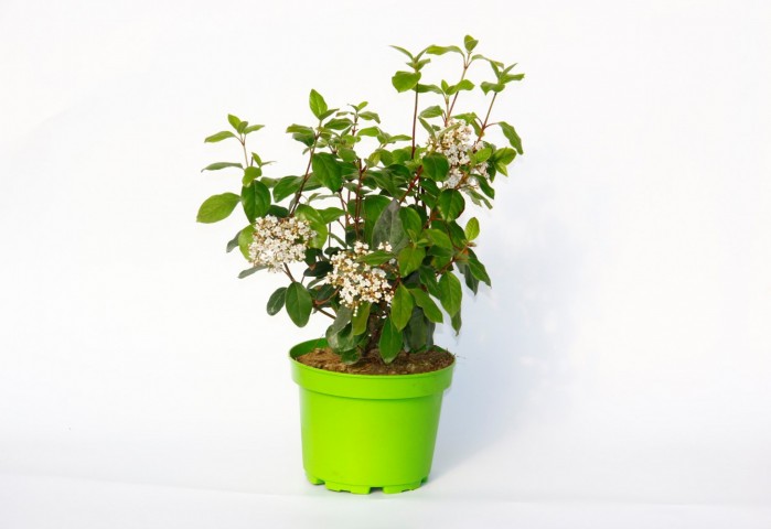 Viburnum Tinus - Yaprak Dökmeyen Kartopu Yeşil Saksıda