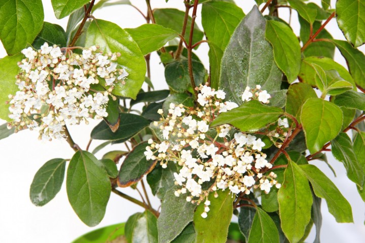 Viburnum Tinus - Yaprak Dökmeyen Kartopu Yeşil Saksıda
