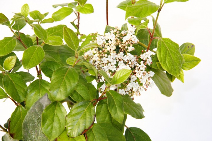 Viburnum Tinus - Yaprak Dökmeyen Kartopu Yeşil Saksıda