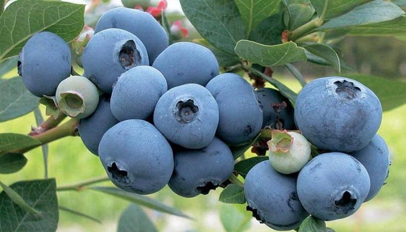 Yaban Mersini ( Blue Berry ) Fidanı 3 Adet