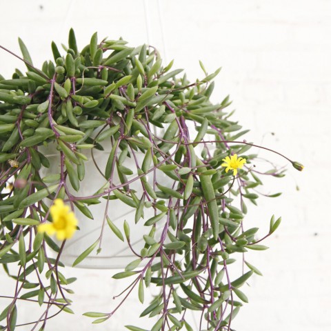 Yakut Kolyesi – Othonna capensis