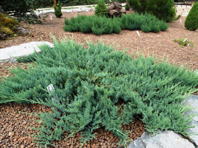 Yayılıcı Ardıç – Juniperus Horizontalis - Yer Örtücü Bitki 10 Adet
