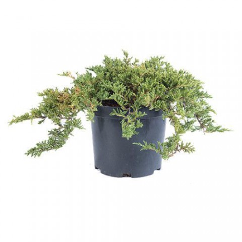 Yayılıcı Ardıç – Juniperus Horizontalis - Yer Örtücü Bitki 10 Adet