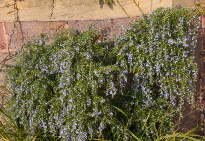 Yayılıcı Biberiye Rosmarinus officinalis Prostratus 3 Adet