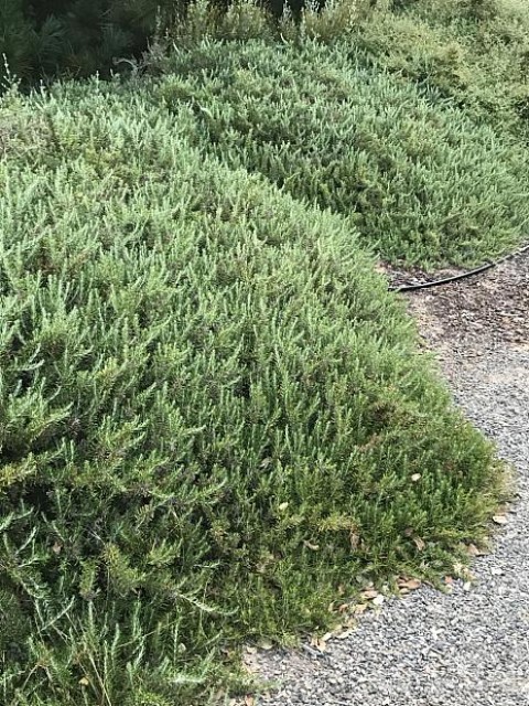 Yayılıcı Biberiye Rosmarinus officinalis Prostratus 3 Adet