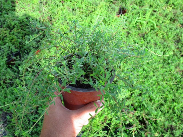 Yayılıcı Biberiye Rosmarinus officinalis Prostratus 3 Adet