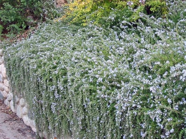 Yayılıcı Biberiye Rosmarinus officinalis Prostratus 5 Adet