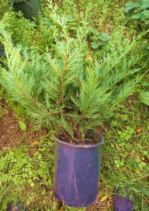 Yayılıcı Leylandi Cupressocyparis Leylandii Horizantelis 40-60 cm 10 Adet