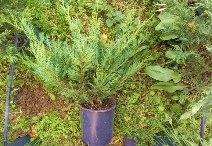 Yayılıcı Leylandi Cupressocyparis Leylandii Horizantelis 40-60 cm 10 Adet