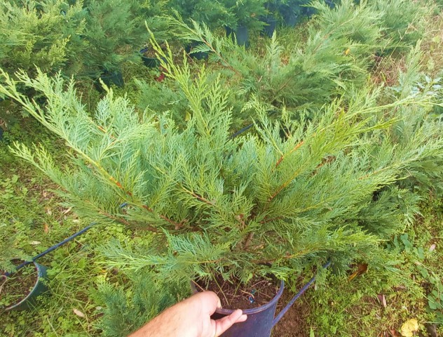 Yayılıcı Leylandi Cupressocyparis Leylandii Horizantelis 40-60 cm 10 Adet