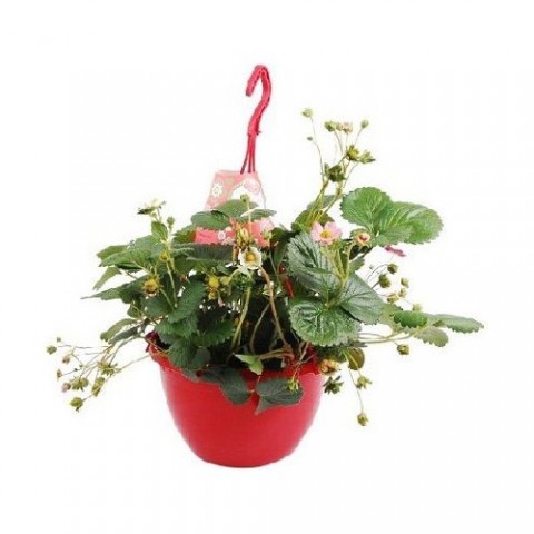 Yediveren Çilek Askılı Saksıda 3 Adet