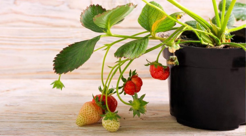 Yediveren Çilek Saksılı 2 Adet