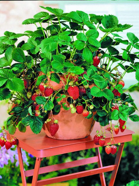 Yediveren Çilek Saksılı 2 Adet