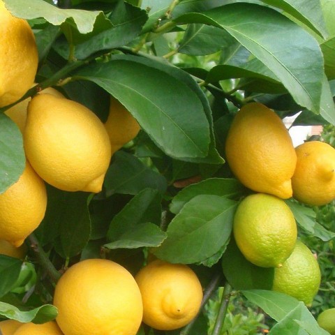 Yediveren Limon Fidanı 3 Yaş Tüplü ve Aşılı