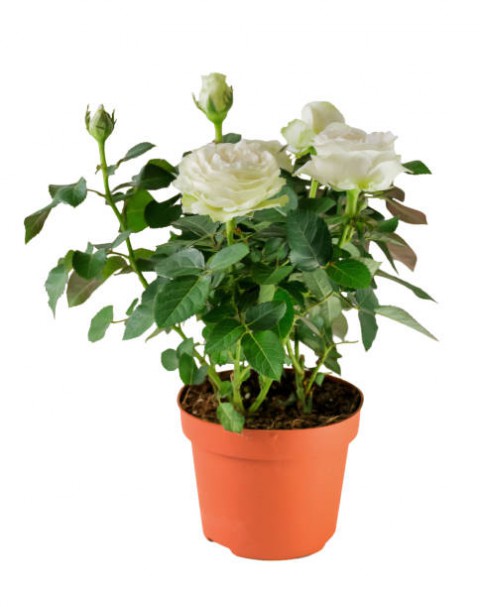 Yediveren Saksılı Beyaz Gül – 20-30cm