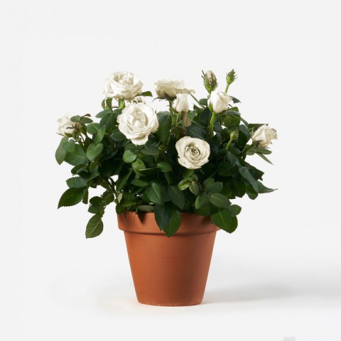 Yediveren Saksılı Beyaz Gül – 20-30cm