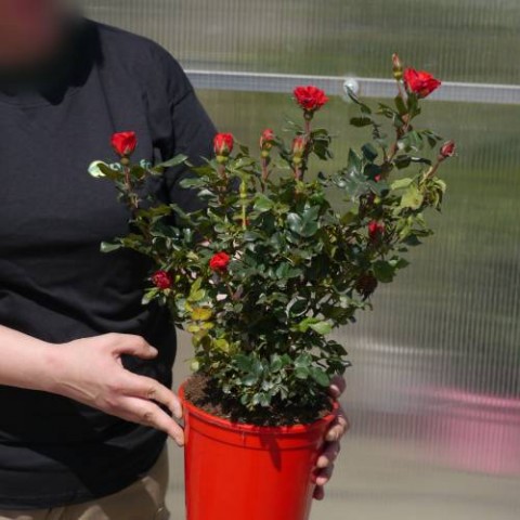 Yediveren Saksılı Kırmızı Gül 20-30 cm 10 Adet