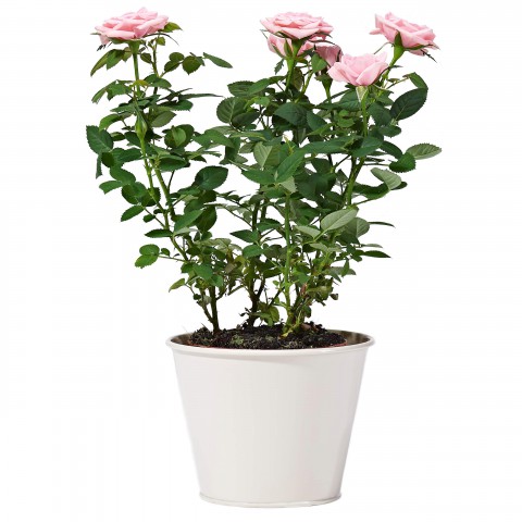 Yediveren Saksılı Pembe Gül – 20-30cm