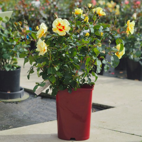 Yediveren Saksılı Sarı Gül – 20-30cm