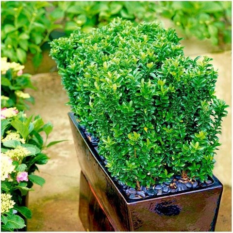 Yeşil Sütun Taflan – Green rocket  30 Adet