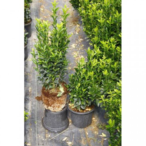 Yeşil Sütun Taflan – Green rocket  30 Adet