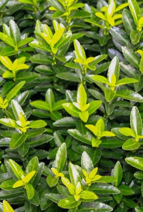 Yeşil Sütun Taflan – Green rocket  30 Adet