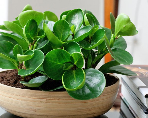 Yeşil Zümrüt Dalgası – Peperomia Obtusifolia