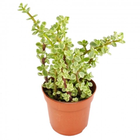 Yeşim Ağacı Çiçeği - Portulacaria Afra Variegata 5 Adet