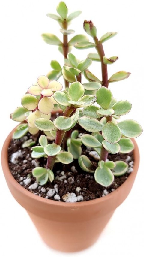 Yeşim Ağacı Çiçeği - Portulacaria Afra Variegata 5 Adet