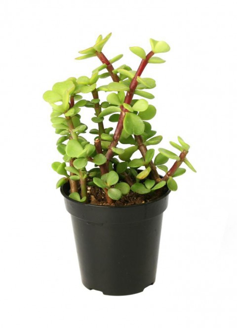 Yeşim Ağacı Çiçeği - Portulacaria Afra Variegata 5 Adet