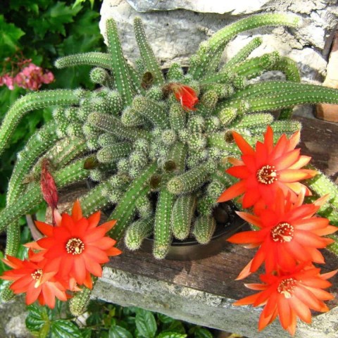 Yılan Kaktüs Chamaecereus silvestris 3 Adet