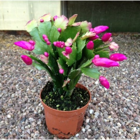 Yılbaşı Çiçeği – Schlumbergera