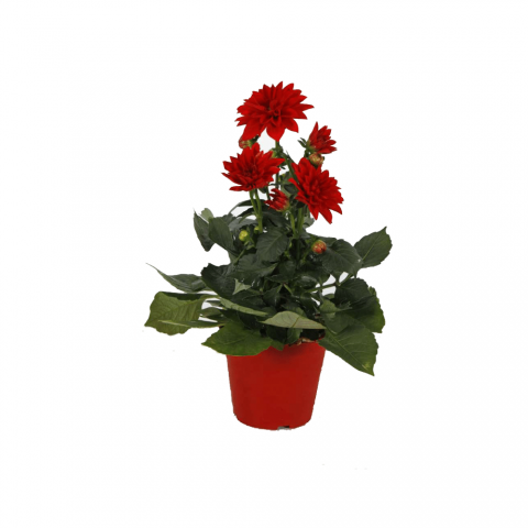 Yıldız Çiçeği – Dahlia 15 cm  5’li Karışık Renklerde