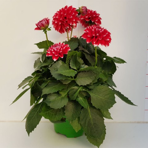 Yıldız Çiçeği – Dahlia 15 cm  5’li Karışık Renklerde
