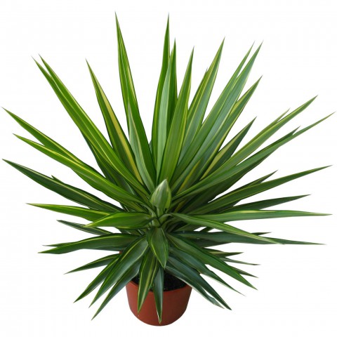 Yucca Jewel 40cm