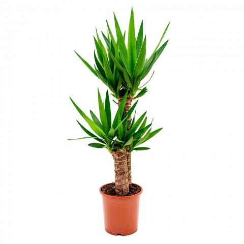 Yuka – Yucca 2’li 100-125cm