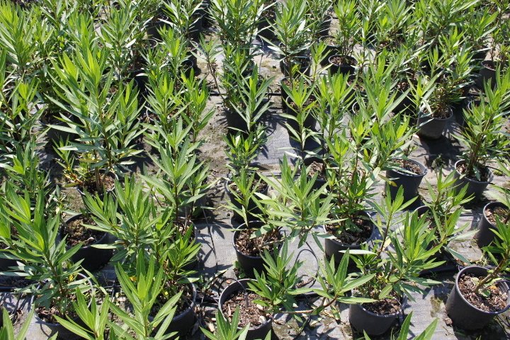 Zakkum -  Nerium Oleander 20 Adet