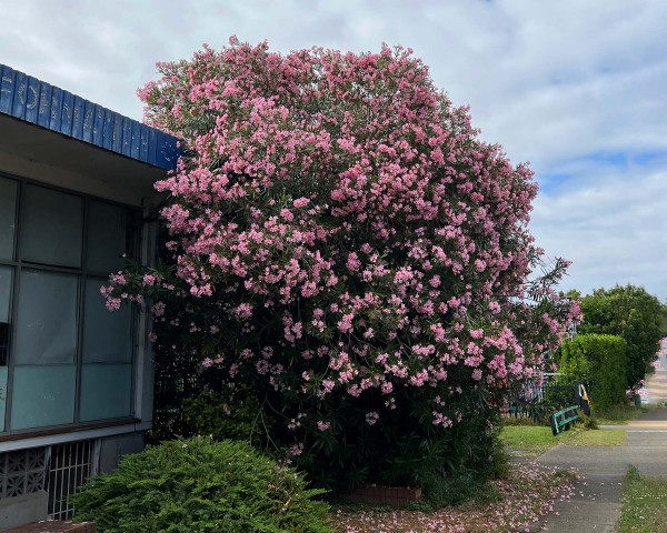 Zakkum Nerium oleander 60-80 cm 10 Adet