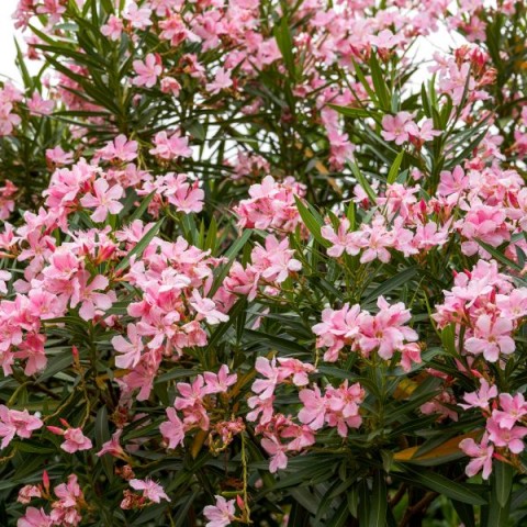Zakkum Nerium oleander 60-80 cm 5 Adet