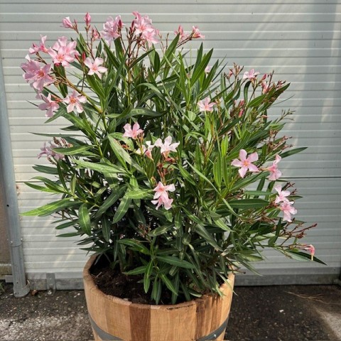 Zakkum Nerium oleander 60-80 cm 5 Adet