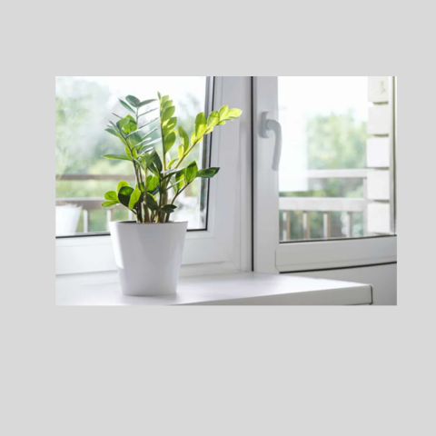 Zamia (Zeze çiçeği) 2 Adet