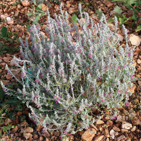 Zeytin Çalısı - Teucrium Fruticans 3'lü Set - Dekoratif Peyzaj Bitkisi